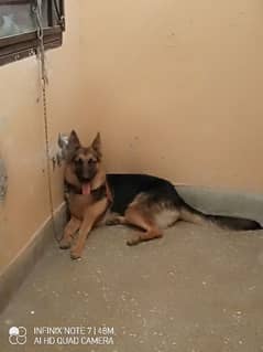 9 month Gsd double coat female full trained