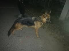 German Shepherd Female For Sale