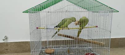 Green  parrot Breader ringneck Pair for sale with cage. .