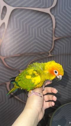 Conure / Sun Conure/ Hand tamed / Parrot