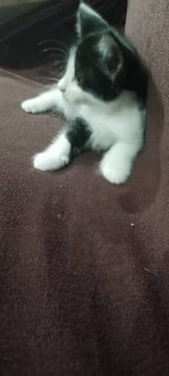 beautiful kitten for sale