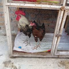 hens and cage