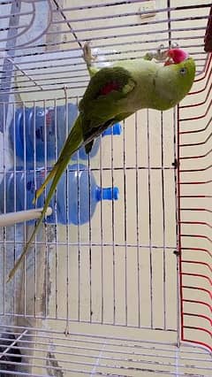 Female raw kashmiri parrot.