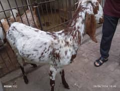 Goat bakri