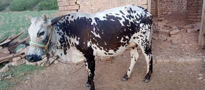 Cow for sale with wachi