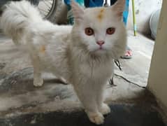 Persian cat Sale 14999