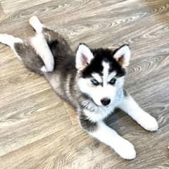 husky puppies available looking for a new home