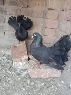 sentinel cheery breeder pair or jet. black fantails pegion