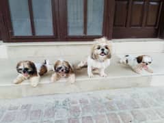 Shihtzu puppys pure breed available for sale