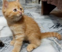kittens / Cats for sale