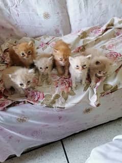 Persian Kittens 30k k 4 kittens