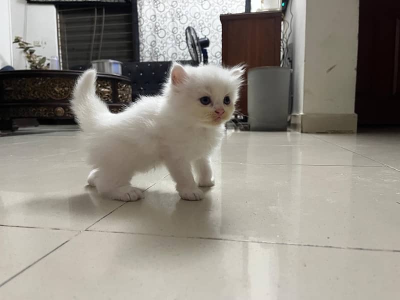 Persian Kitten | Triple Coated 0