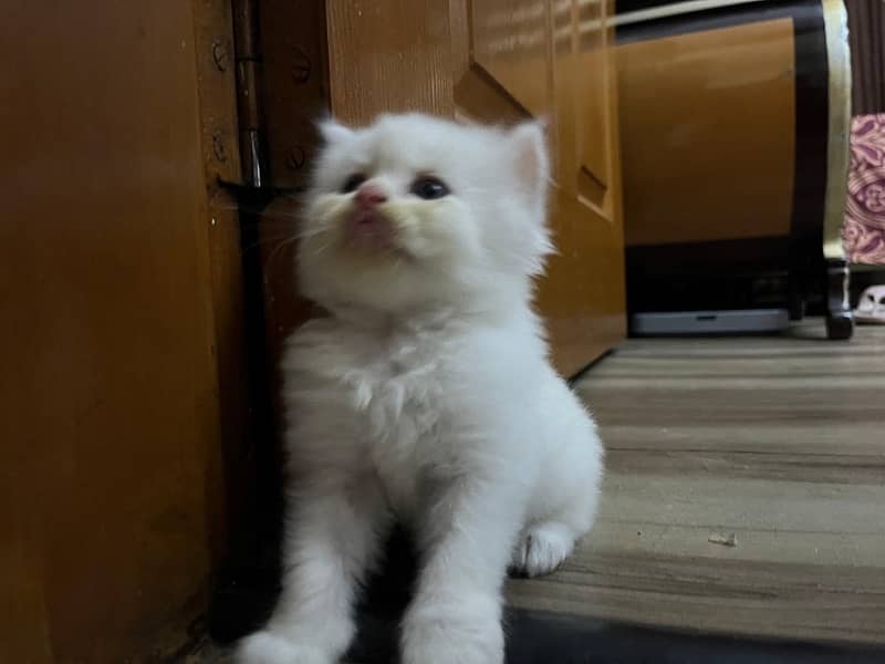 Persian Kitten | Triple Coated 2