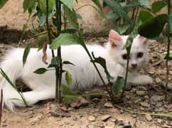 white Persian kitten