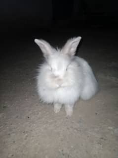 english angura/female/ 9 month age ready for breeding