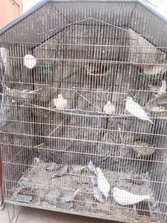 Colony Cage for sale