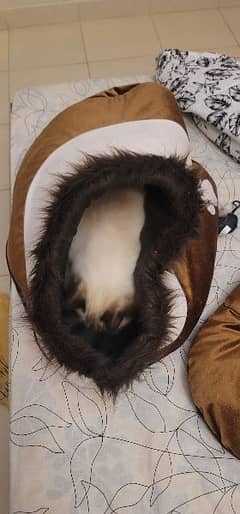 Cat House With Fur - Igloo Shape