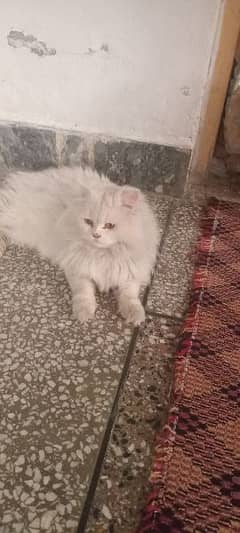 10 month age cat male in triple coat 0