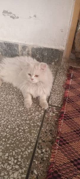 10 month age cat male in triple coat 0