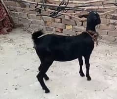 teedy goat 0size  full black 2.5month ki confrm pregnant