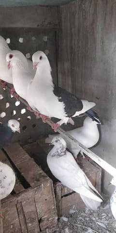 Beautiful Different Pigeons for Sale