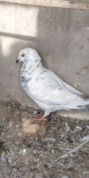 Beautiful Different Pigeons for Sale 1