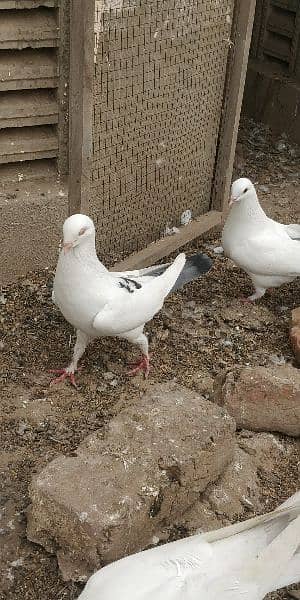 Beautiful Different Pigeons for Sale 3