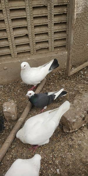 Beautiful Different Pigeons for Sale 4