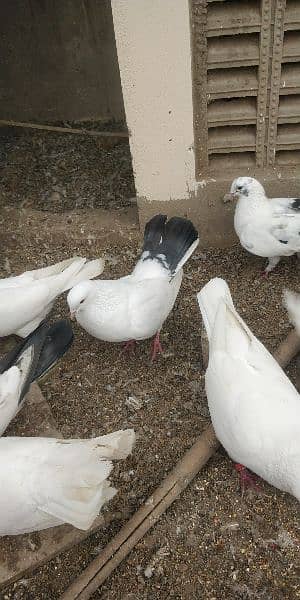 Beautiful Different Pigeons for Sale 5