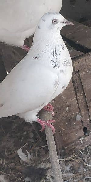 Beautiful Different Pigeons for Sale 6