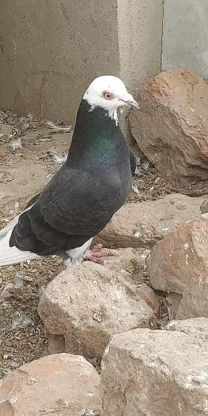 Beautiful Different Pigeons for Sale 7