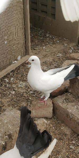 Beautiful Different Pigeons for Sale 8