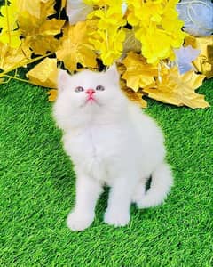Persian triple coated kitten's available for sale