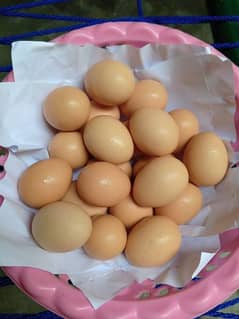 Fresh Desi Eggs For Sale