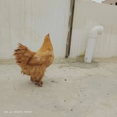 Egg laying Golden heavy buff (1.5 yr age)