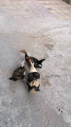 muscovy ducks