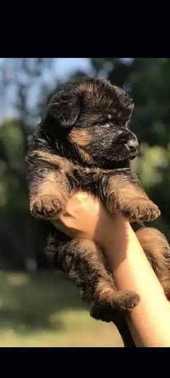 German puppy