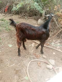 Desi healthy male 2years old goat for sale