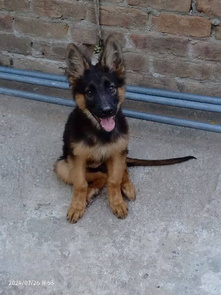 German Shepherd puppy 2 months female long coat black mask for sale 0