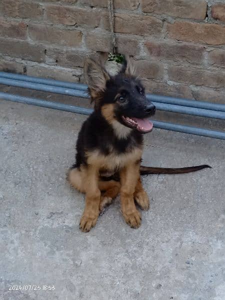 German Shepherd puppy 2 months female long coat black mask for sale 1