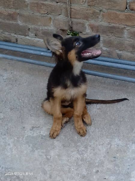 German Shepherd puppy 2 months female long coat black mask for sale 2