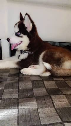 husky female puppy for sale delivery available
