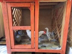 Modern Cage With Aseel Hens Pair