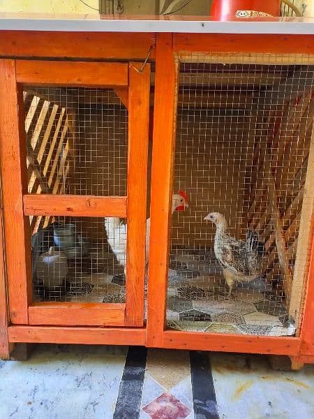 3x3 foot Big Size Modern Cage Pure Wood 1