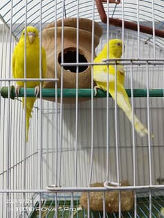 Budgies Parrot Pair | YELLOW RADILE