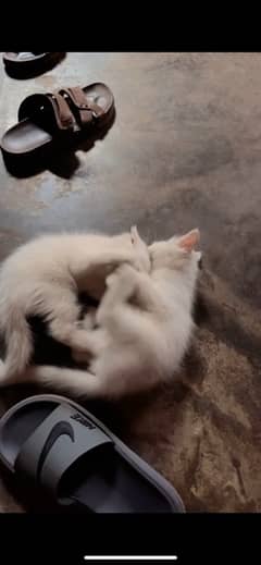 cats kittens available for sale age 2 month male female available