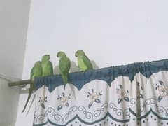 green parrot