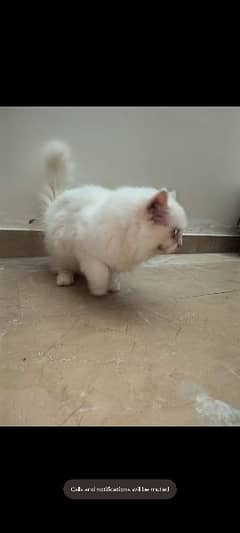 Blue Eyes Pure White Female Persian Cat with Free Accessories