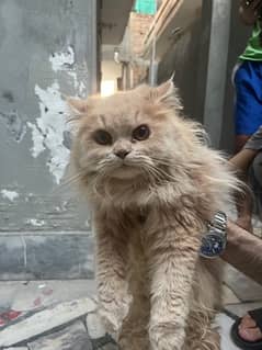 7 months triple coated brown persian cat