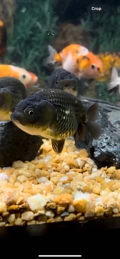 ranchu , oranda goldfish , blackmoor ,arowana , redtail catfish